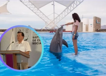 Terapia con delfines: abren convocatoria para personas con discapacidad