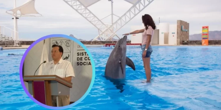 Terapia con delfines: abren convocatoria para personas con discapacidad