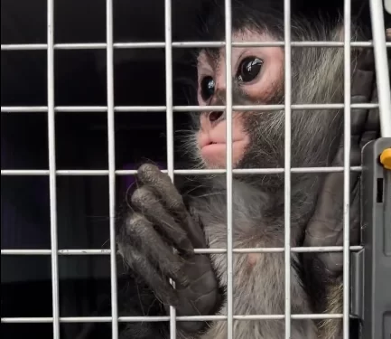 Frustra Profepa envíos ílicitos de especies al extranjero