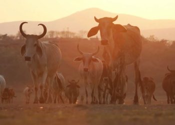 Sector ganadero en Zacatecas, al borde de la quiebra, advierte consultora