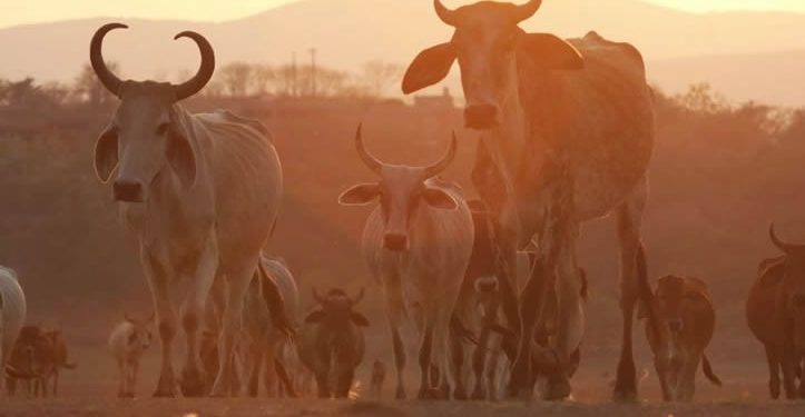 Sector ganadero en Zacatecas, al borde de la quiebra, advierte consultora