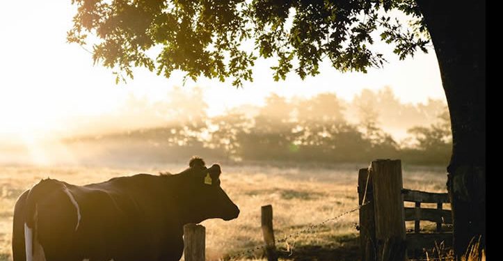 Ganaderos agradecen a Durazo entrega de apoyo para eficientar producción