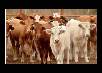 Gobierno hace “todo lo posible” por reabrir la frontera a exportación de ganado