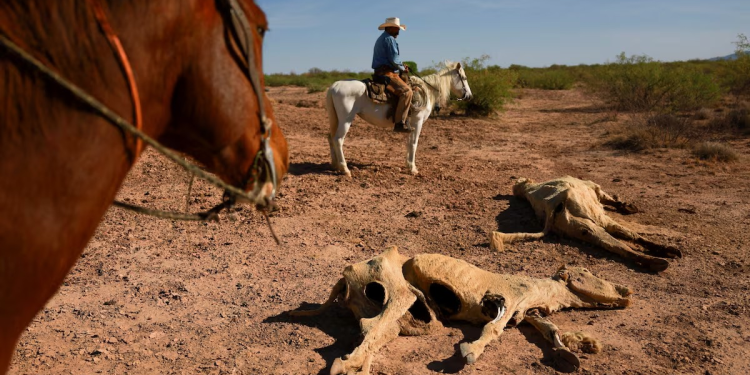 Los productores del norte de México, en alerta por la sequía que dura tres años: “Los pozos se quedan sin agua”