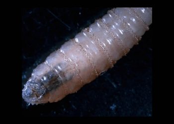 Llegan expertos de EU para verificar estrategia de México contra gusano barrenador