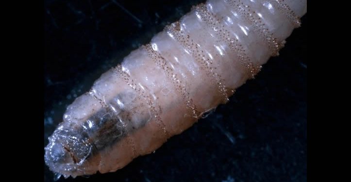 Llegan expertos de EU para verificar estrategia de México contra gusano barrenador