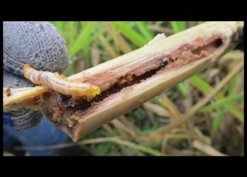 Confirma Ssa cuatros casos más de pacientes afectados por gusano barrenador