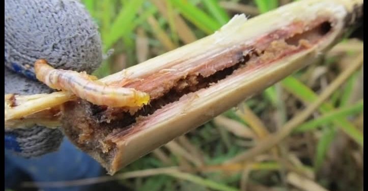 Confirma Ssa cuatros casos más de pacientes afectados por gusano barrenador