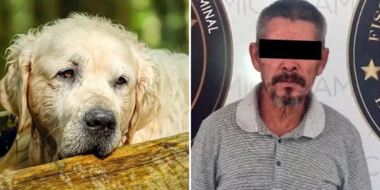 Hombre Envenena con Carne a Perrito ‘Love’ Solo Porque le Ladró en Hermosillo