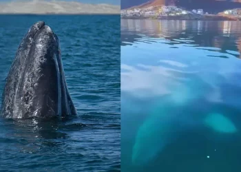Proyectos de gas natural en Sonora ponen en riesgo a ballenas y ecosistemas marinos: Coalición ¿Ballenas o gas?