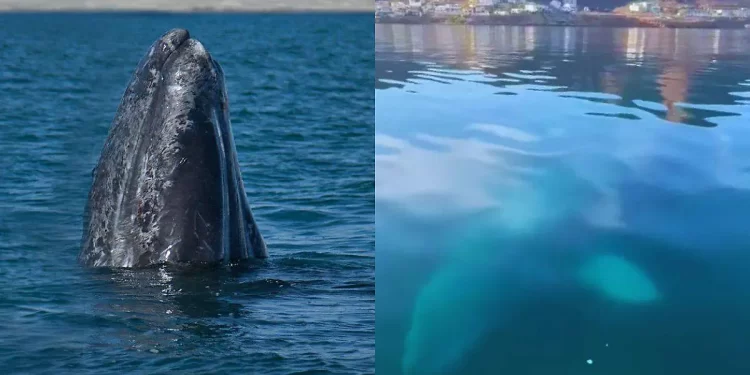 Proyectos de gas natural en Sonora ponen en riesgo a ballenas y ecosistemas marinos: Coalición ¿Ballenas o gas? 