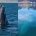 Proyectos de gas natural en Sonora ponen en riesgo a ballenas y ecosistemas marinos: Coalición ¿Ballenas o gas?