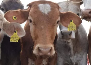 Cierre de frontera sur de México, principal solución a plaga de gusano barrenador