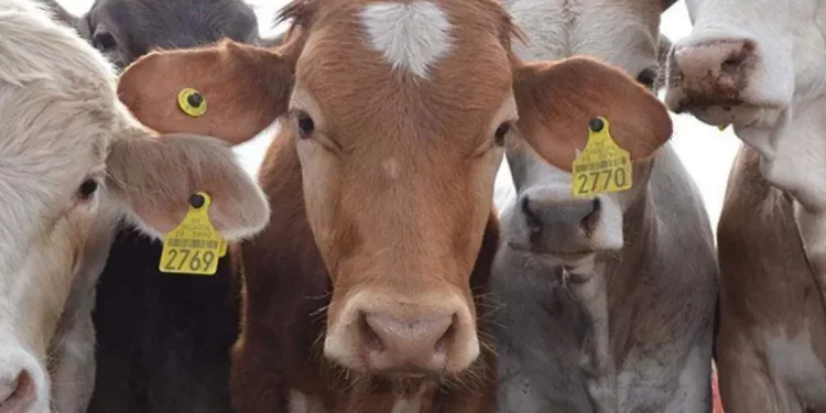 Cierre de frontera sur de México, principal solución a plaga de gusano barrenador