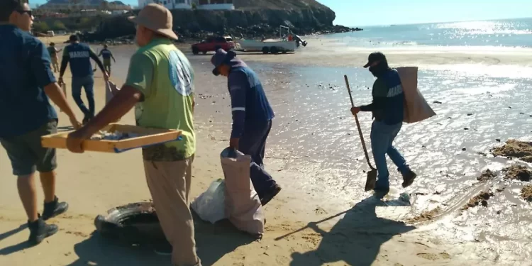 Salvar a las almejas: estas mujeres luchan por conservar una forma de vida sustentable en Sonora