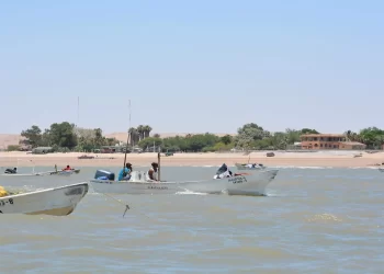 El Golfo de Santa Clara se queda sin temporada de aguamala