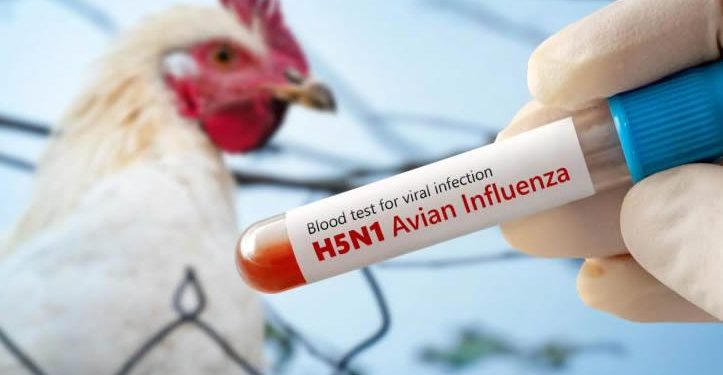 IP advierte que próxima gran crisis de salud pública será influenza aviar