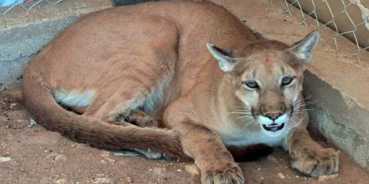 Aseguran un puma y 6 jabalíes tras cateo en Magdalena de Kino, serán llevados al Centro Ecológico de Hermosillo