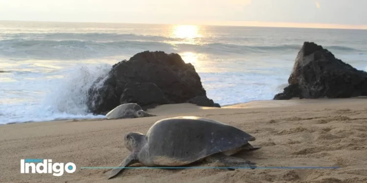 Senado respalda tratado global para proteger biodiversidad marina sin fronteras