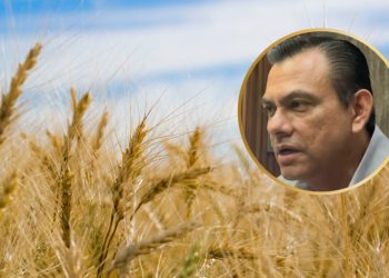 Desabasto de trigo en Sinaloa y Sonora pone en alerta a la industria molinera en México