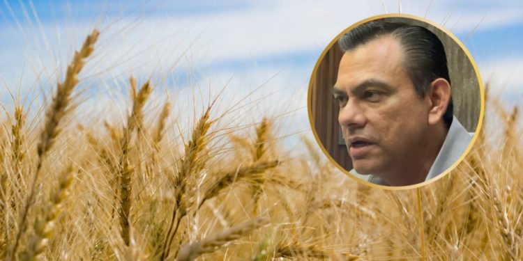 Desabasto de trigo en Sinaloa y Sonora pone en alerta a la industria molinera en México