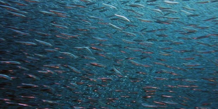 Participarán productores certificados de este pez que se encuentra en peligro de extinción.