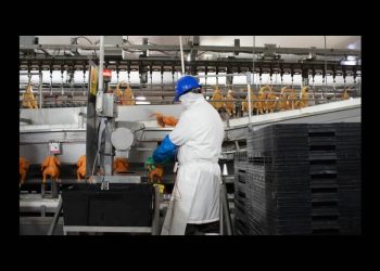 Reabre México mercado de importación de productos avícolas de Brasil