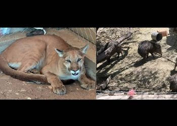 Incautan un puma y seis cochis jabalí en Magdalena de Kino durante cateo de la AMIC