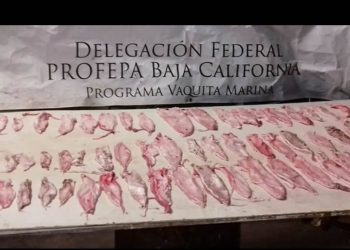 Senado aprueba exportación de carne de totoaba de cultivo