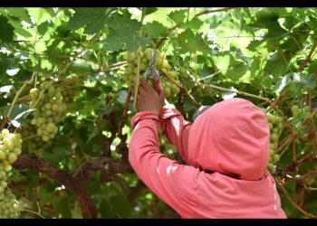 Comercialización de Uva de Mesa sonorense generó 10 mmdp en el 2024
