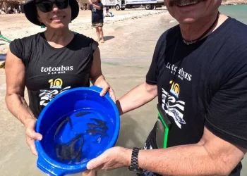 Autorización para exportar totoaba permitirá controlar mercado ilegal: Semarnat