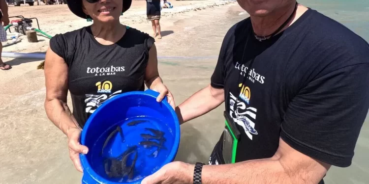 Autorización para exportar totoaba permitirá controlar mercado ilegal: Semarnat