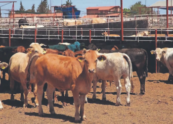 Cierre de frontera al ganado tiene un costo de 661 mdd
