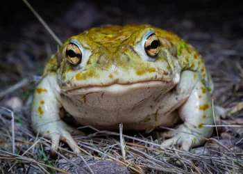 Estos sapos tienen poderes psicodélicos, pero preferirían que no lo supieras
