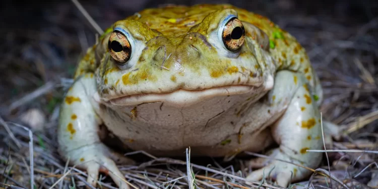 Estos sapos tienen poderes psicodélicos, pero preferirían que no lo supieras