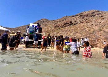 Informa Semarnat sobre liberación de 40 mil crías de totoaba en Baja California Sur