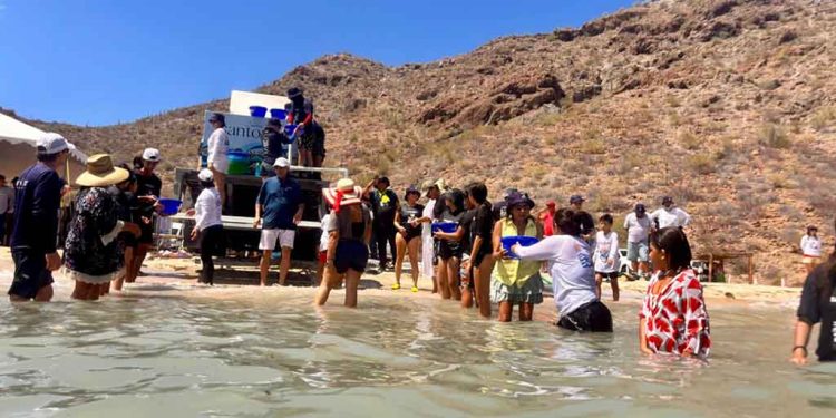 Informa Semarnat sobre liberación de 40 mil crías de totoaba en Baja California Sur