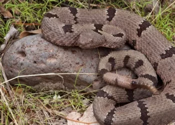 México impulsa protección total para las víboras de cascabel; ¿están en peligro?