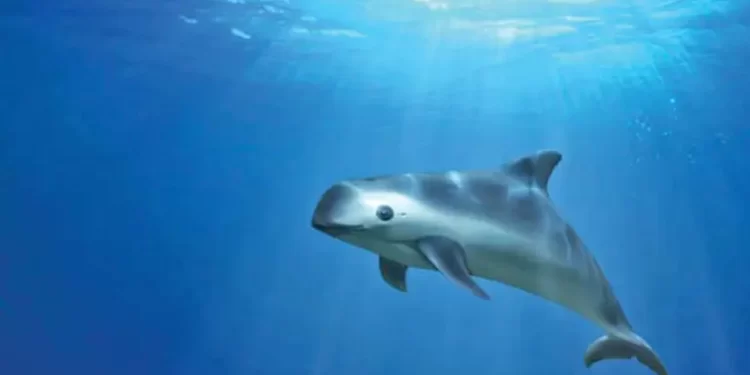 Advierten que vaquita vive en estado crítico; hay entre 6 y 8 ejemplares, refieren