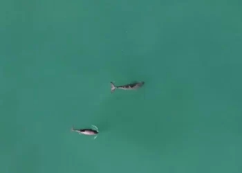 Falta mucho por hacer en el Día Internacional de la Vaquita Marina