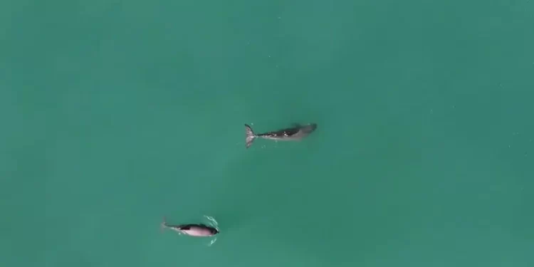 Falta mucho por hacer en el Día Internacional de la Vaquita Marina