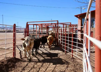 Unión Ganadera de Sonora celebra reapertura de frontera con EU en Agua Prieta; piden se libere Nogales