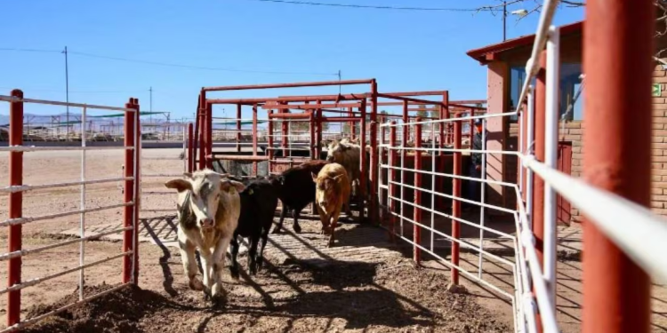 Unión Ganadera de Sonora celebra reapertura de frontera con EU en Agua Prieta; piden se libere Nogales