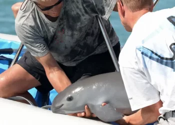 ¿La última esperanza para la vaquita marina?