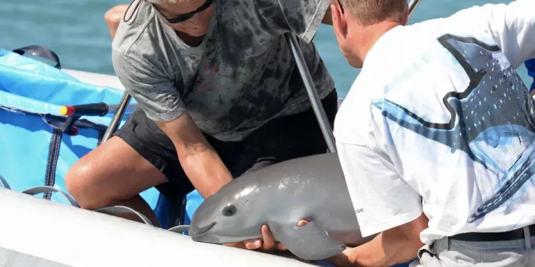 ¿La última esperanza para la vaquita marina?