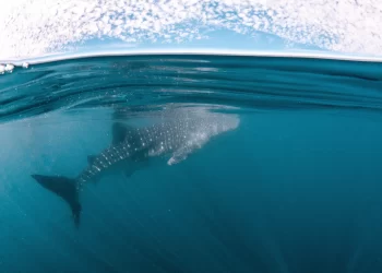 El golfo de California: el laboratorio de la conservación marina en México