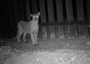 Construcción de muros fronterizos impactan fauna de Arizona-Sonora, indica estudio