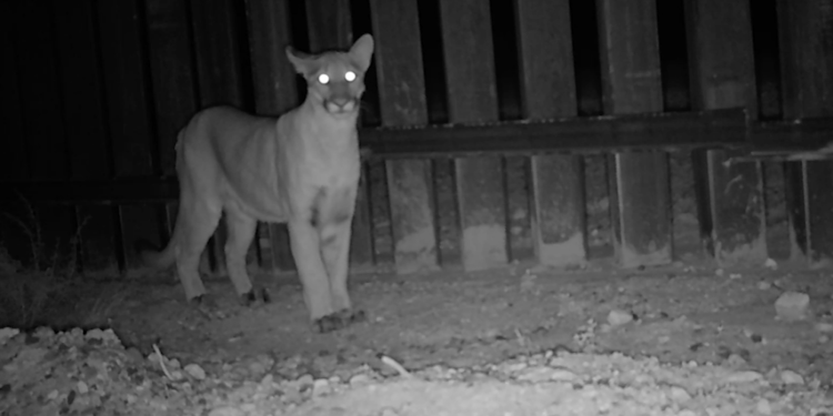 Construcción de muros fronterizos impactan fauna de Arizona-Sonora, indica estudio