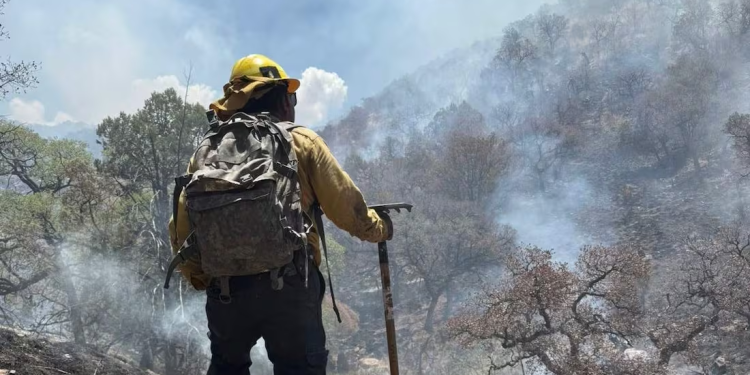 Liquidan incendio forestal en Sierra Los Ajos, devastó más de 10 mil hectáreas