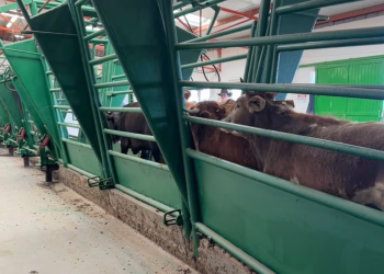 Listas 70 mil cabezas de ganado en Chihuahua tras reapertura de fronteras; ejemplares cuentan con los requisitos sanitarios para exportación